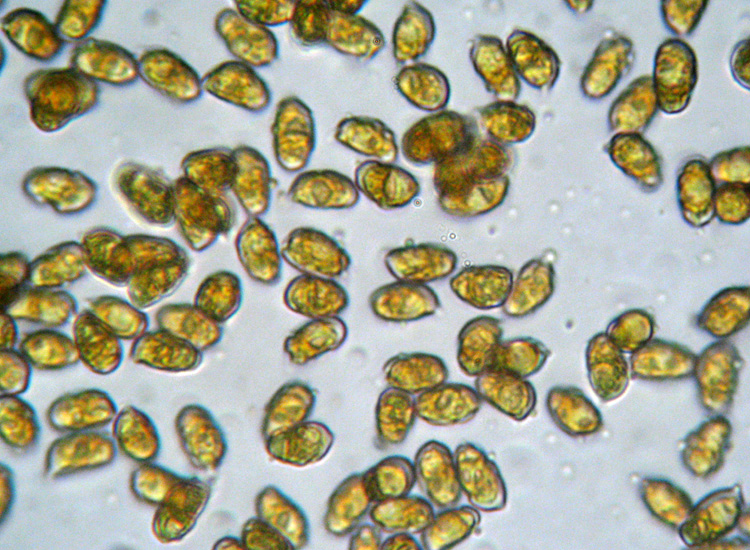 Mycena dal lungo gambo con micro delle spore